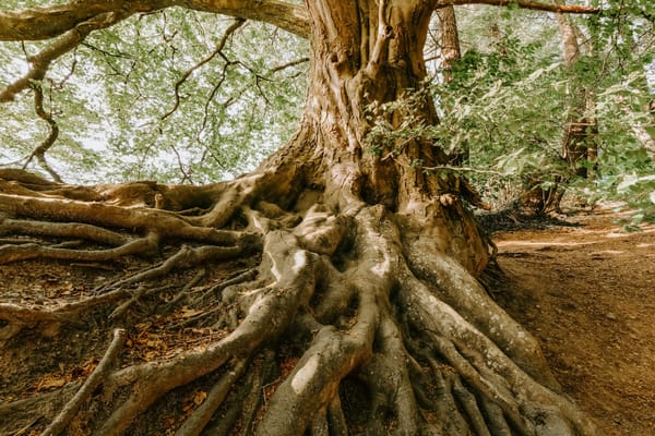 Flash!Mob May: DEEP ROOTS