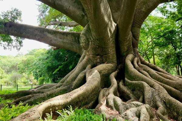 Out now: DEEP ROOTS
